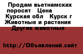 Продам вьетнамских поросят › Цена ­ 2 000 - Курская обл., Курск г. Животные и растения » Другие животные   